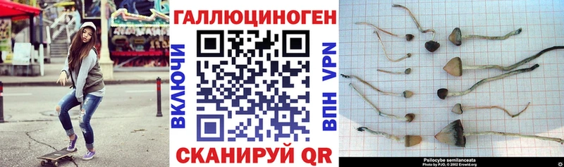 Галлюциногенные грибы Psilocybe  Купить  Ряжск 